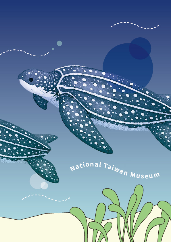 Leatherback Sea Turtle (Dermochelys coriacea)                                                                                                                                                           