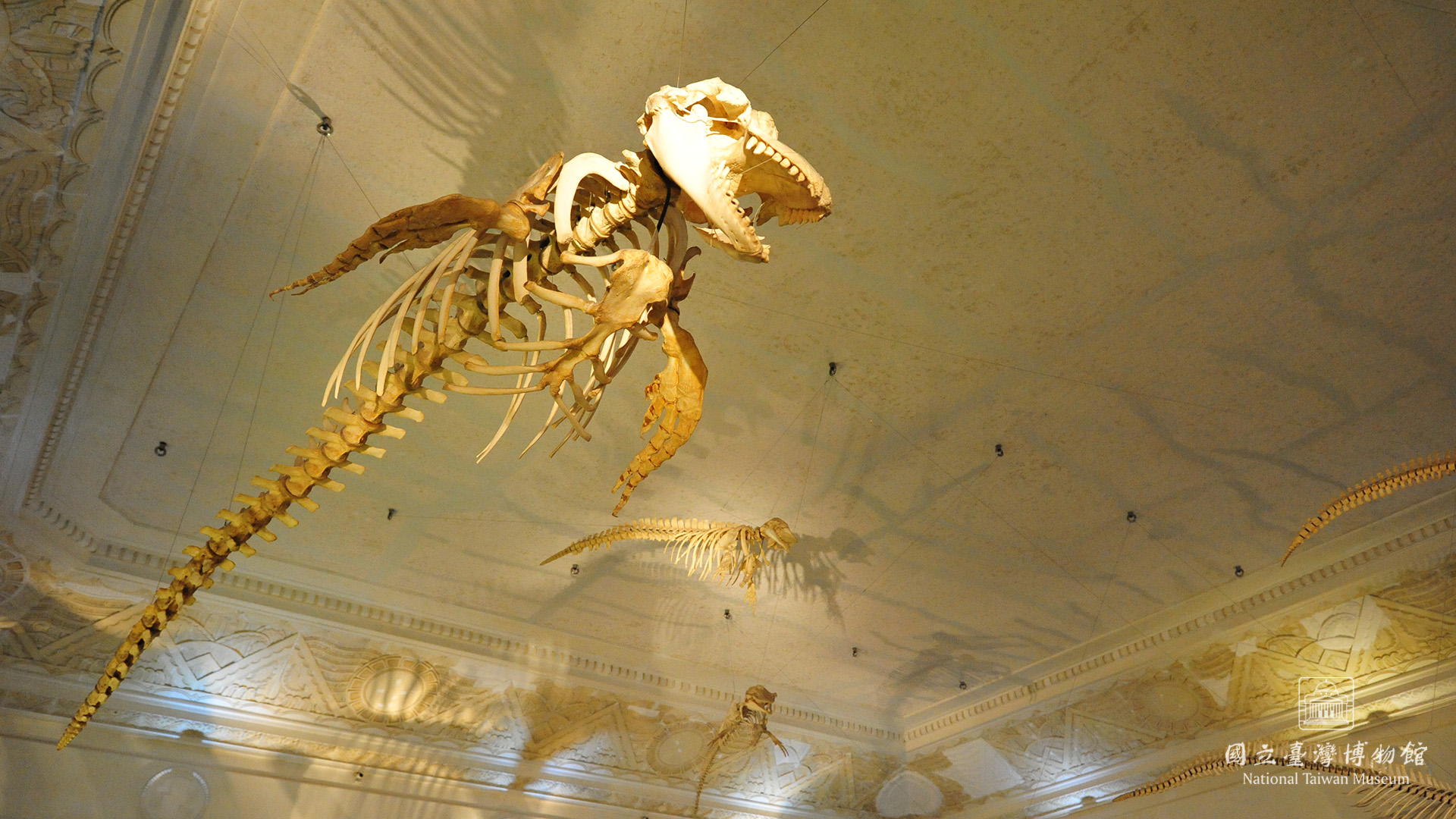 3古生物館_鯨豚骨骼