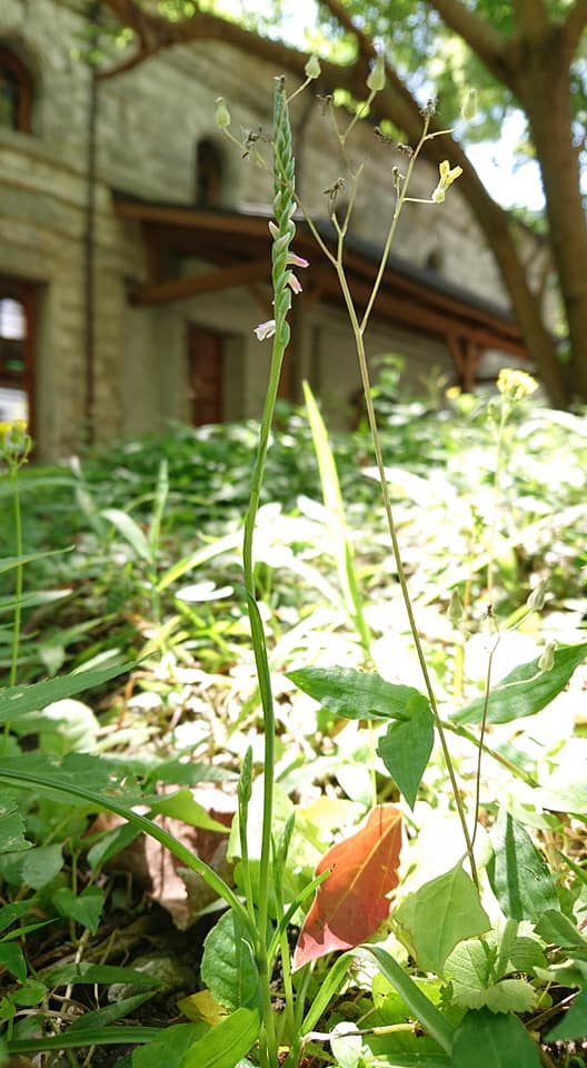 活動明細