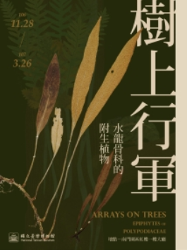[微型展]樹上行軍－水龍骨科的附生植物